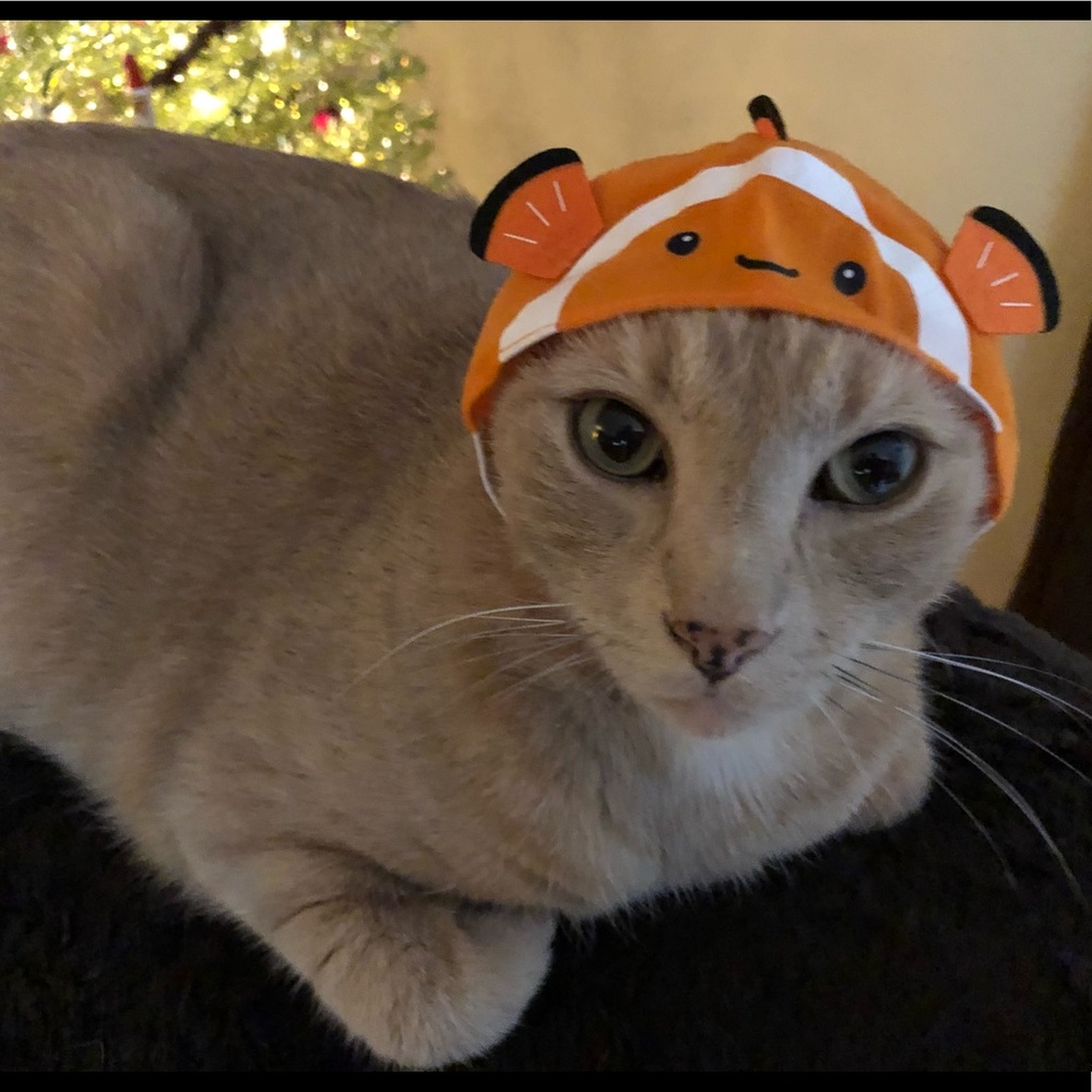 Meet your Posher, Mary